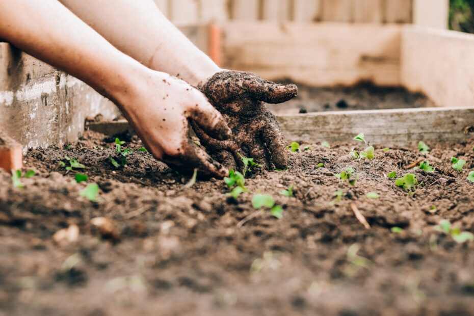 Hands planting seedlings in garden soil, illustrating yard work injury prevention for Markham gardeners